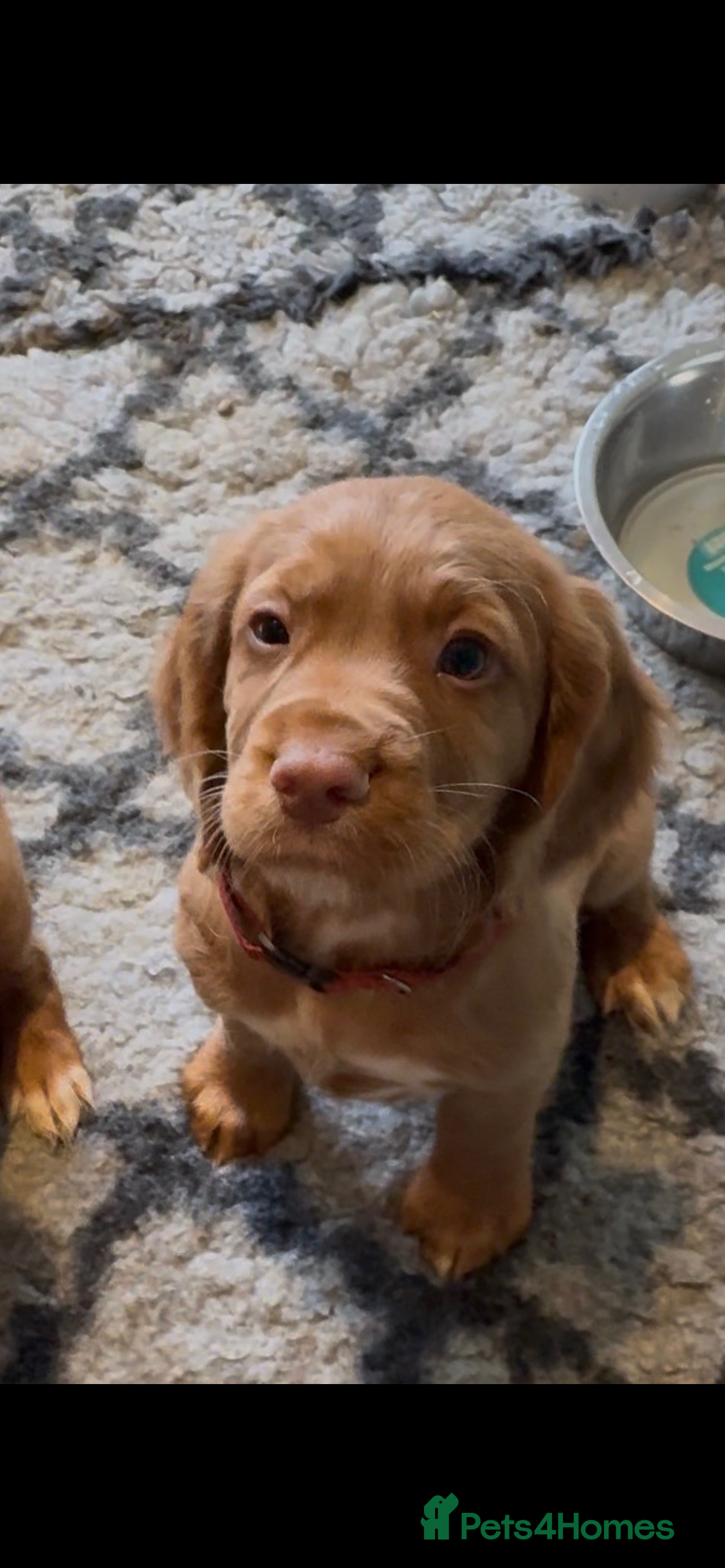 Cocker Spaniel dogs Ready to go! Cocker spaniel puppies fox red  - Advert 10