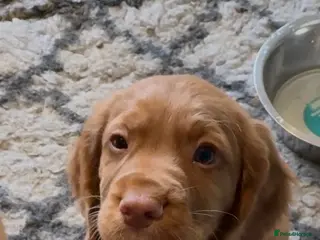 Cocker Spaniel dogs Ready to go! Cocker spaniel puppies fox red - Advert 2