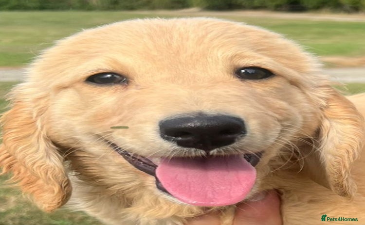 Goldendoodle dogs - Advert 1