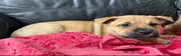 Mixed Breed dogs for sale: German shepherd x Staff litter - super friendly - Advert 25