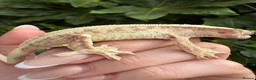 Gecko reptiles for sale: Lily white crested geckos - Advert 10