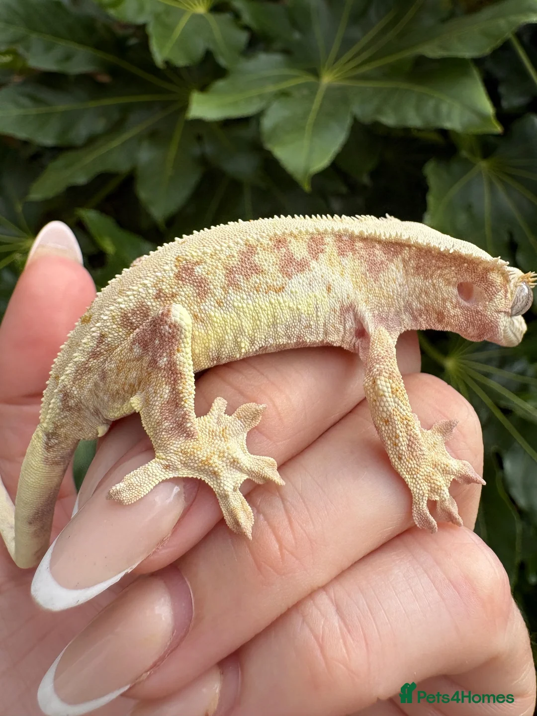 Gecko reptiles for sale: Lily white crested geckos - Advert 2