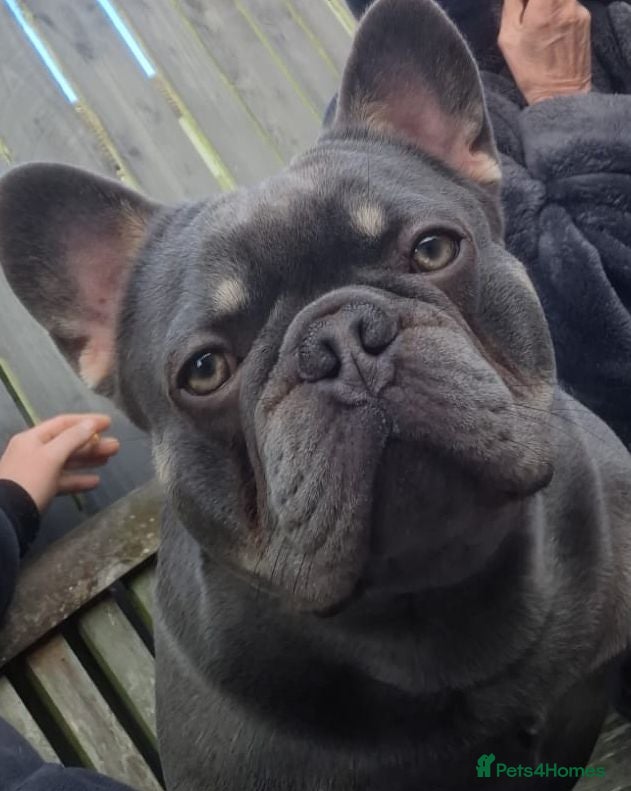French Bulldog dogs French bulldog (FINN) - Advert 1