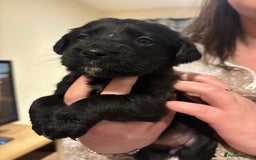 Mixed Breed dogs for sale: Lab/cockapoo cross - Image 11