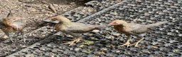 Chickens poultry for sale: 5 bantam hens & 1 cockerel bantam - Advert 14