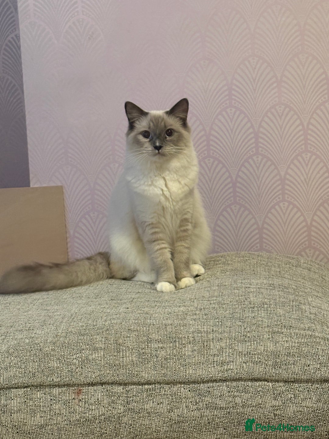 Ragdoll cats for sale: Ragdoll kittens for sale  - Advert 4