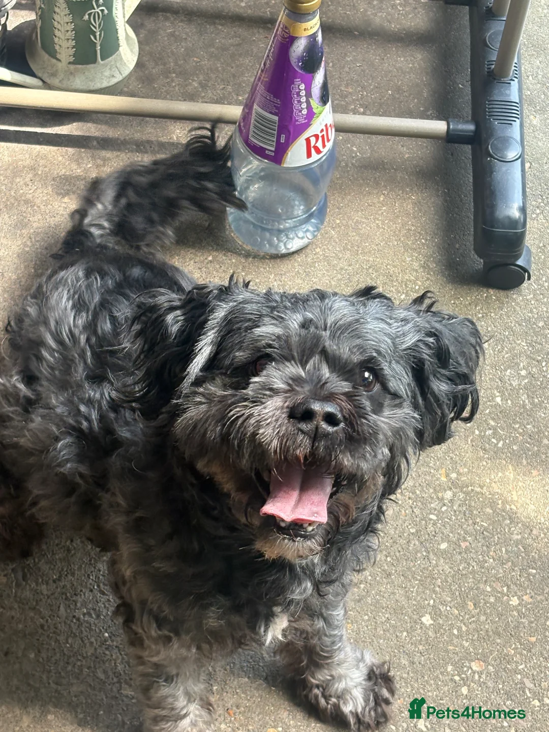 Mixed Breed dogs for sale: Boy shih tzu cross schnauzer  in Immingham - Advert 2