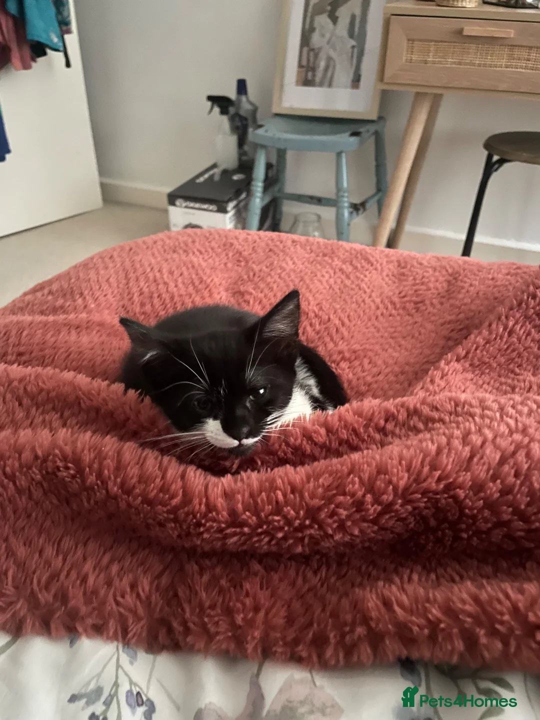 British Shorthair cats for sale: Adorable black and white kitten for rehoming  - Advert 7