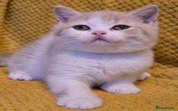 British Shorthair cats for sale: Pedigree, British Shorthair, TICA reg kittens - Image 31