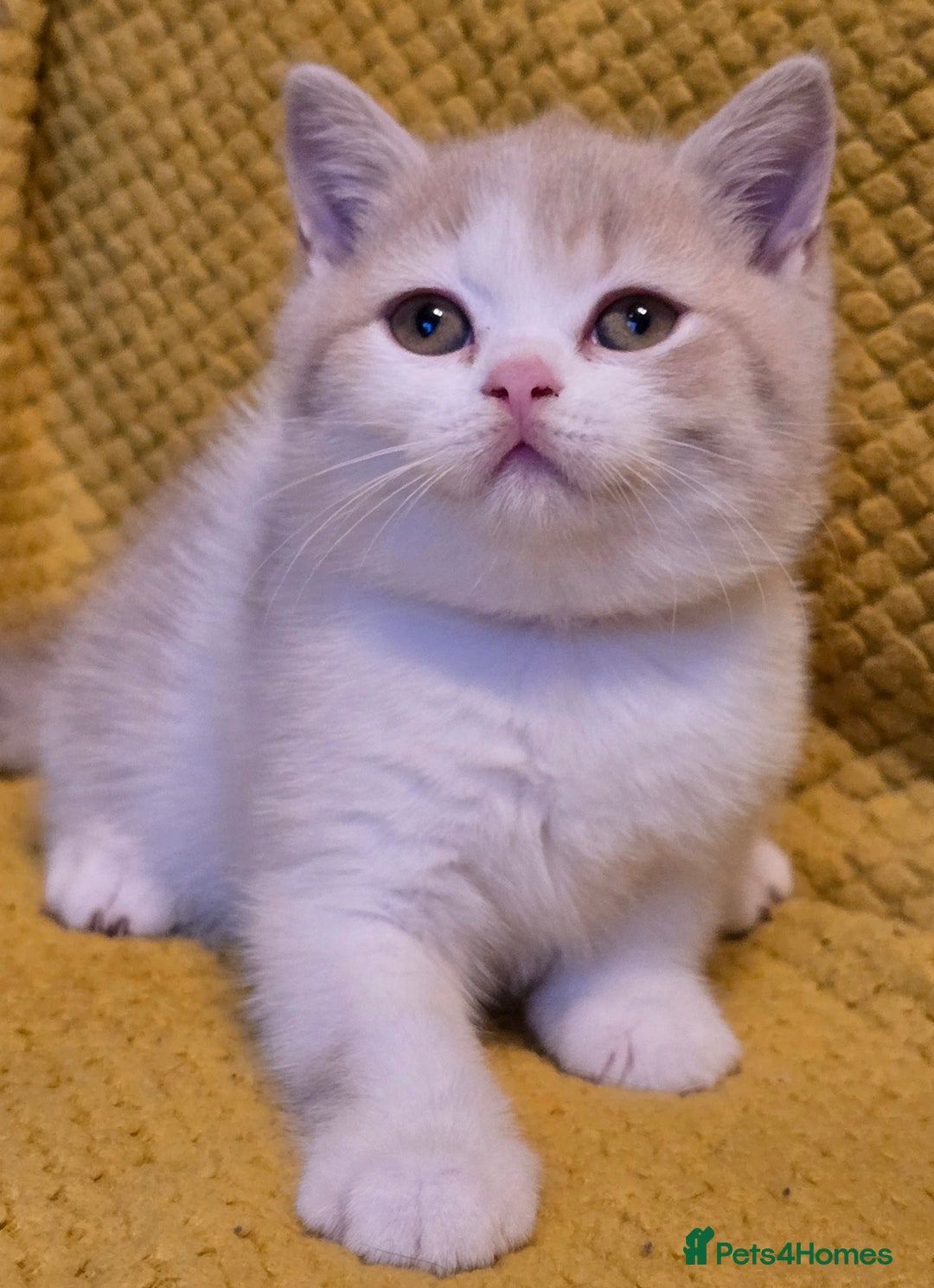 British Shorthair cats for sale: Pedigree, British Shorthair, TICA reg kittens - Image 31