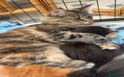 Maine Coon cats for sale: Maine Coon Kittens  - Image 3