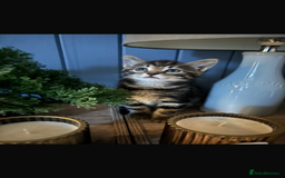 Mixed Breed cats for sale: Kittens for sale - Advert 9