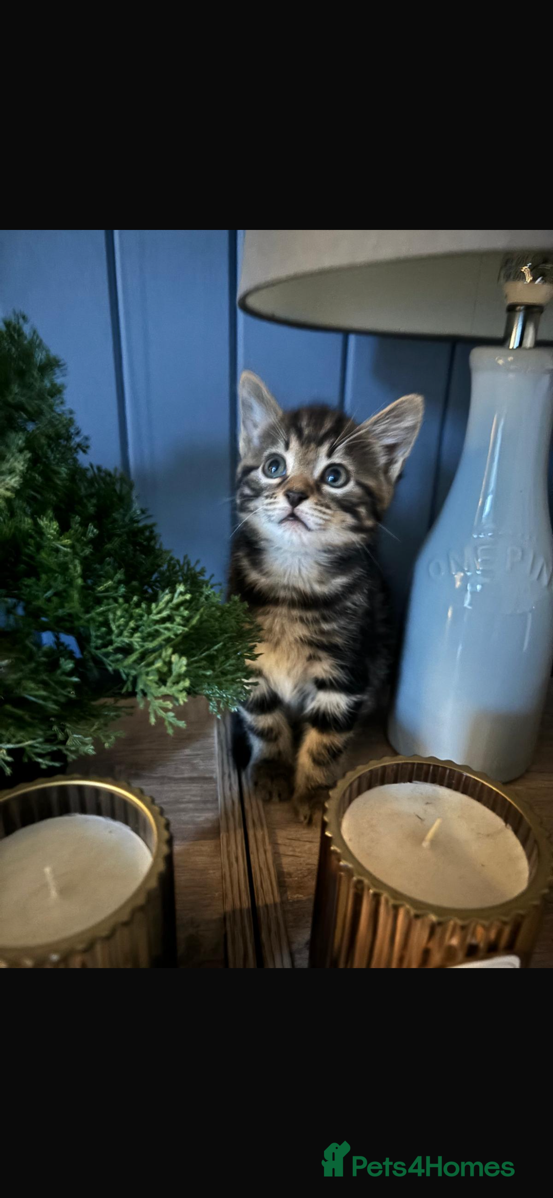 Mixed Breed cats for sale: Kittens for sale - Advert 9