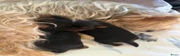 Yorkshire Terrier dogs for sale: 2 MINATURE YORKSHIRE TERRIER GIRLS - Advert 4