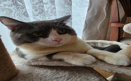 British Shorthair cats for sale: Beautiful boy looking for a new home  - Image 5