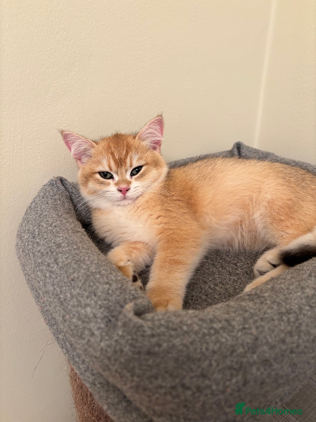 British Shorthair cats for sale:  Golden British Shorthair kittens  in London - Image 3