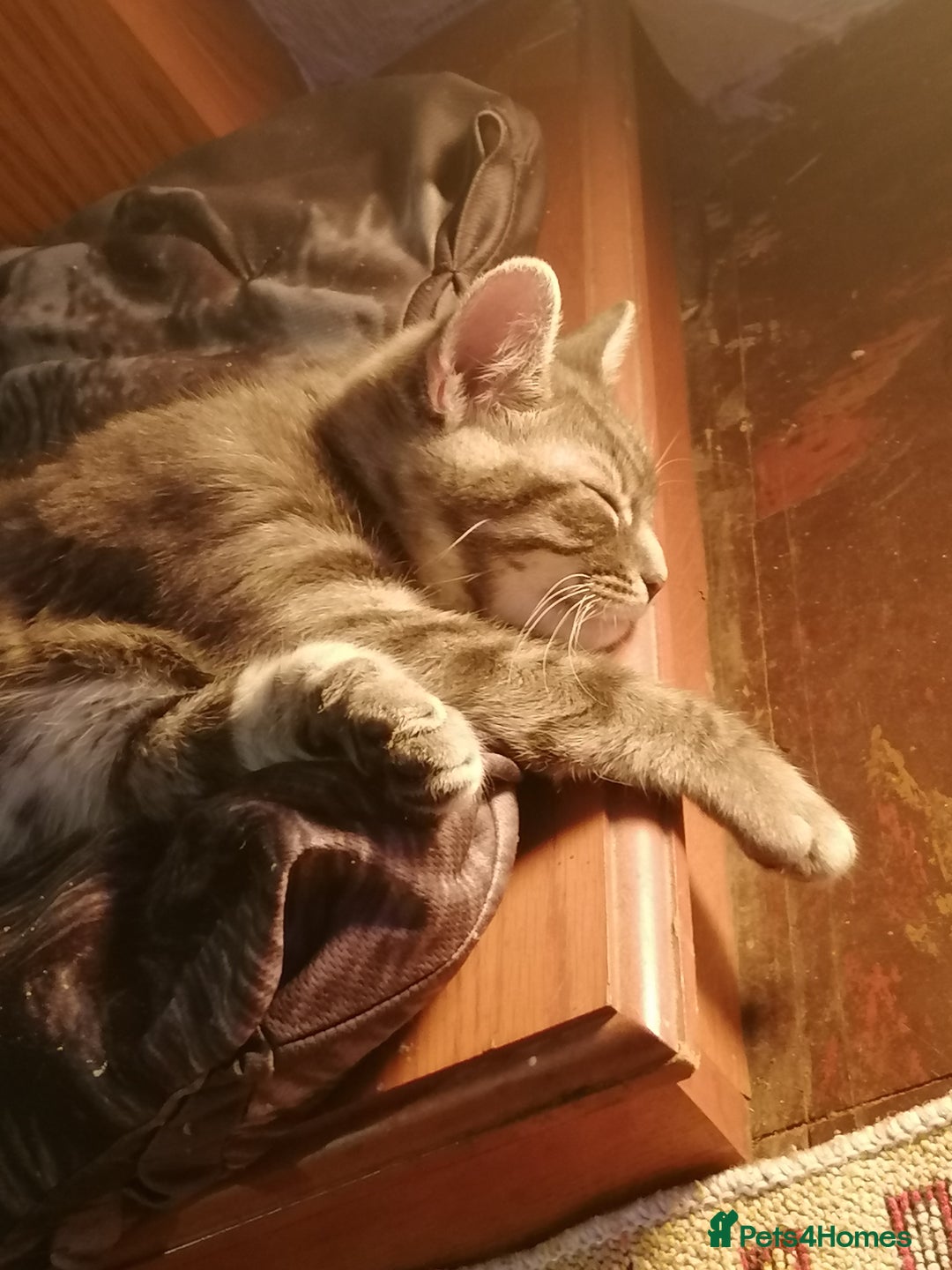 Domestic Shorthair cats for sale: Adorable Tabby - Advert 3