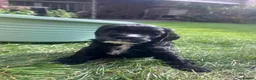 Cavapoo dogs for sale: Beautiful cavapoo puppies for sale   - Advert 10