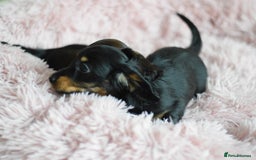 Miniature Dachshund dogs for sale: Gorgeous Longhair Miniature Dachshund Girls - Image 24