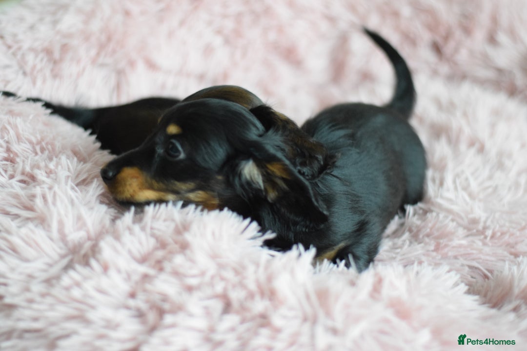 Miniature Dachshund dogs for sale: Gorgeous Longhair Miniature Dachshund Girls - Image 24