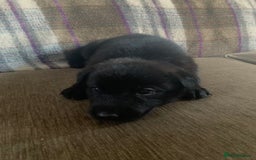 Mixed Breed dogs for sale: Labrador x German Shepard puppies - Image 22
