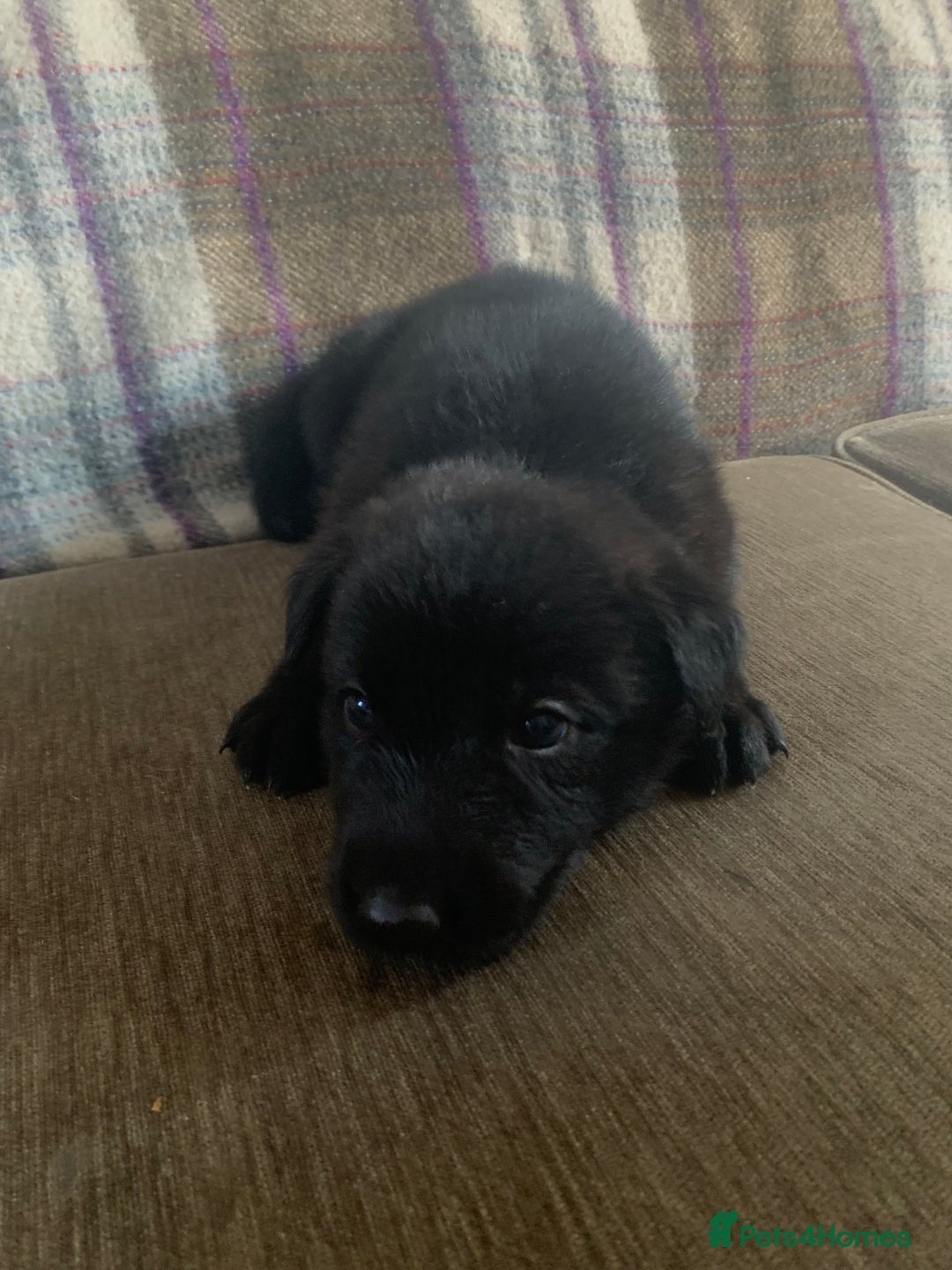 Mixed Breed dogs for sale: Labrador x German Shepard puppies - Image 22