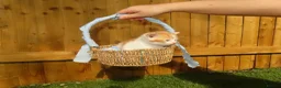 Mixed Breed cats for sale: Full ginger and mix litter kittens  - Advert 11