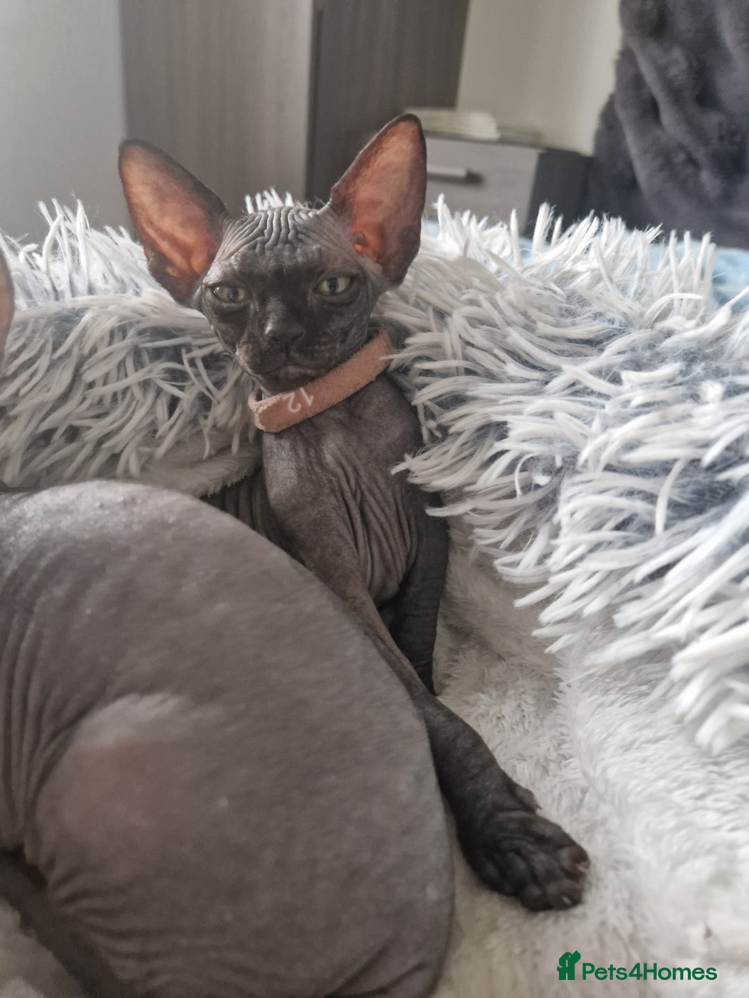 Sphynx cats for sale: Last boy TICA registered  - Image 25