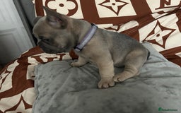 French Bulldog dogs for sale: French bulldog pups  - Image 9