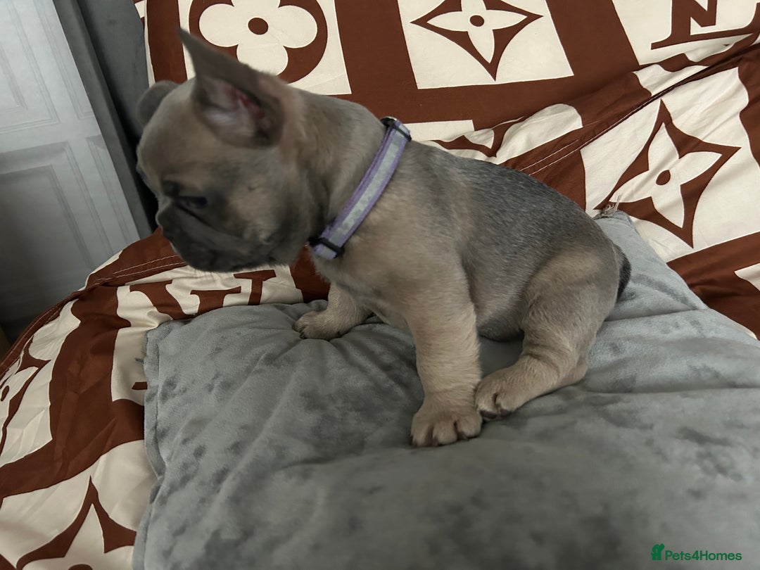 French Bulldog dogs for sale: French bulldog pups  - Image 9