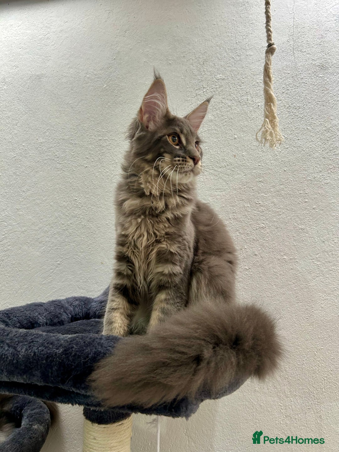 Maine Coon cats for sale: Stunning TICA Registered Maine Coon Boys Available - Image 11