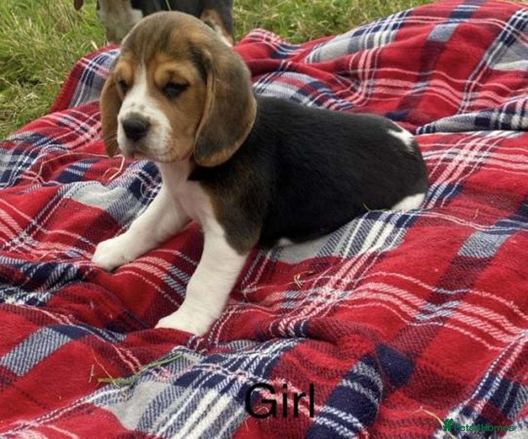 Beagle dogs for sale: Adorable Cute Beagle Puppies Available  - Image 2