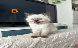 Ragdoll cats for sale: Beautiful Ragdoll kittens - Image 8