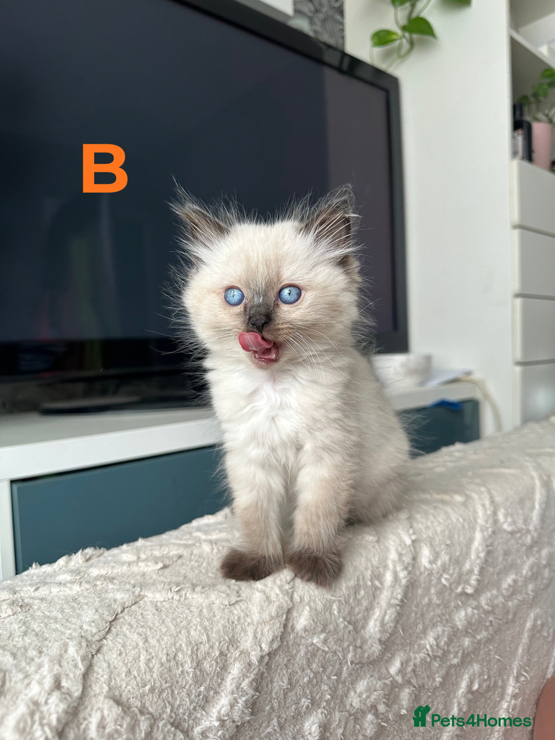 Ragdoll cats for sale: Beautiful Ragdoll kittens - Image 8