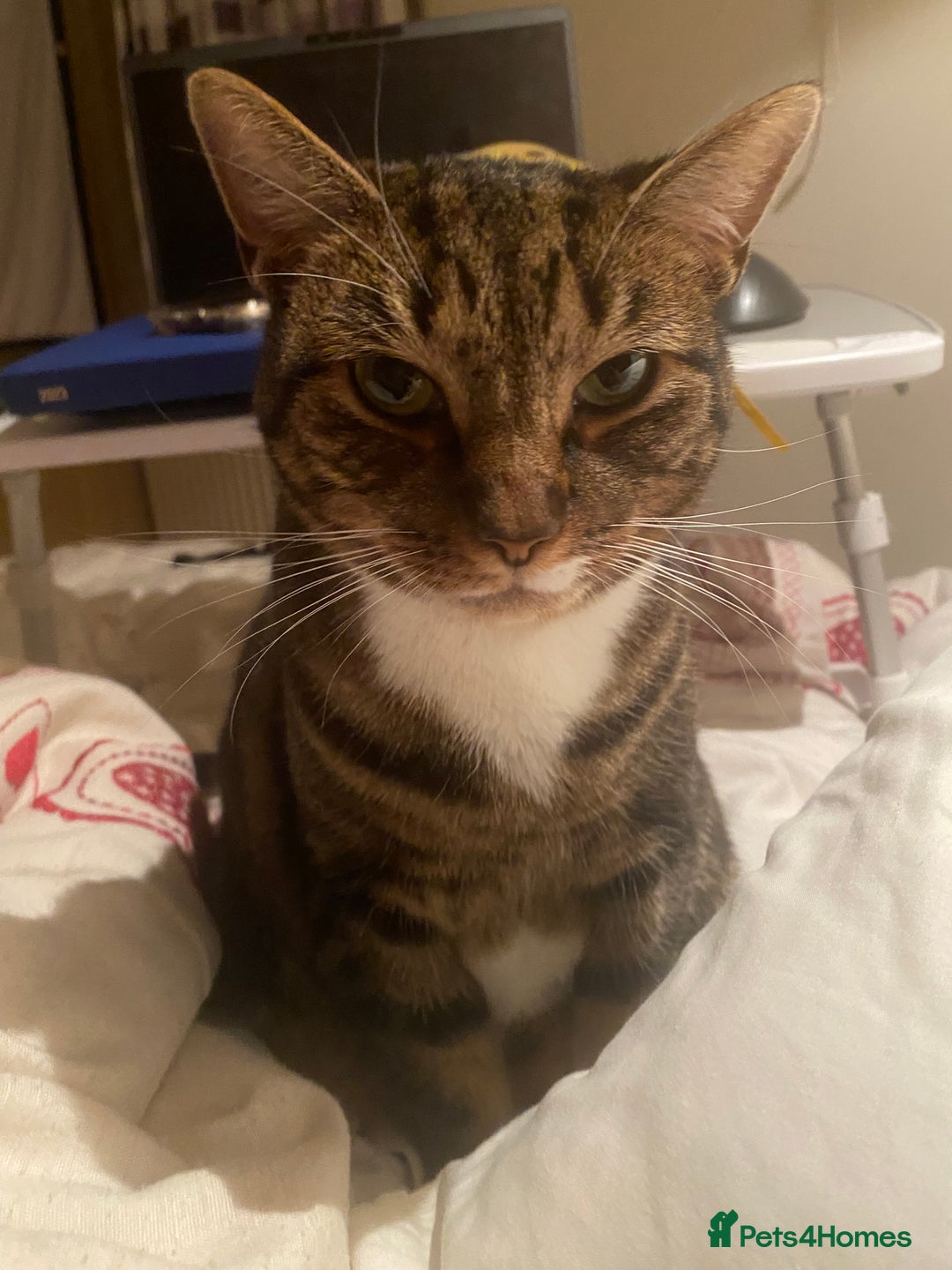 Domestic Shorthair cats for sale: Lovely cat  - Advert 4