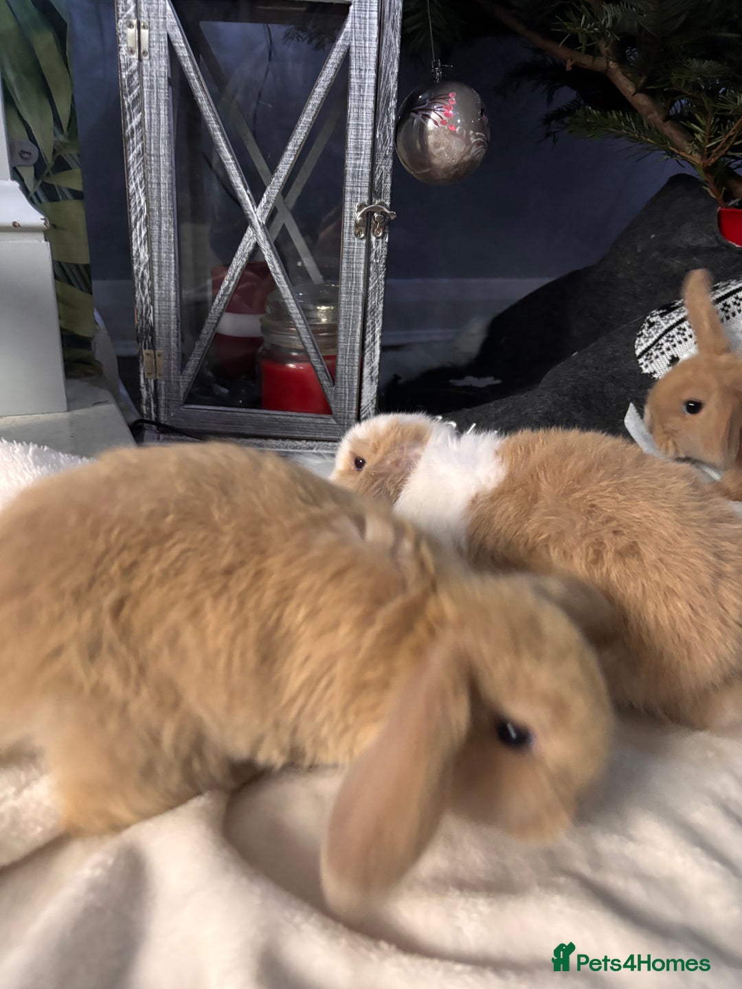 Mini Lop rabbits for sale: purebred Mini Lops  - Advert 14