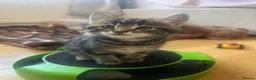 Mixed Breed cats for sale: 3 Beautiful Female Kittens, Black and Two Tabby  - Advert 12