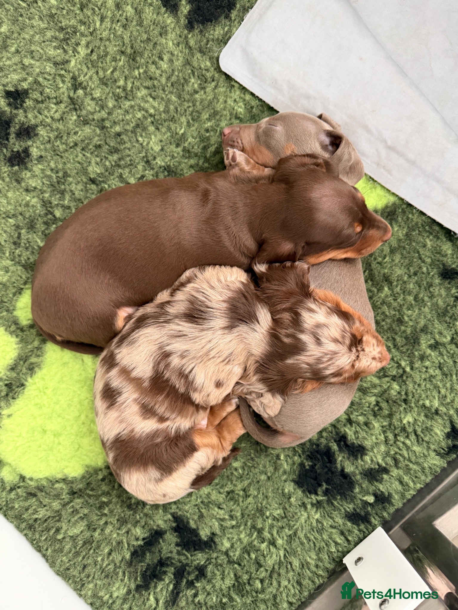 Miniature Dachshund dogs 🐾 Still Looking for Her Perfect Forever Home 🐾 - Advert 2