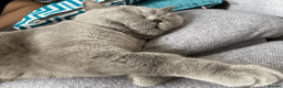 British Shorthair cats for sale: Playful British Shorthair - 2 years old in London - Advert 2