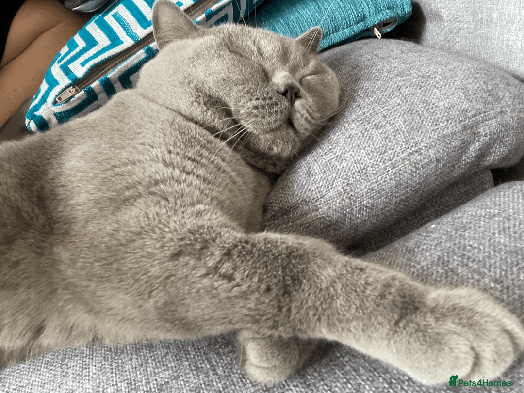British Shorthair cats for sale: Playful British Shorthair - 2 years old in London - Advert 2