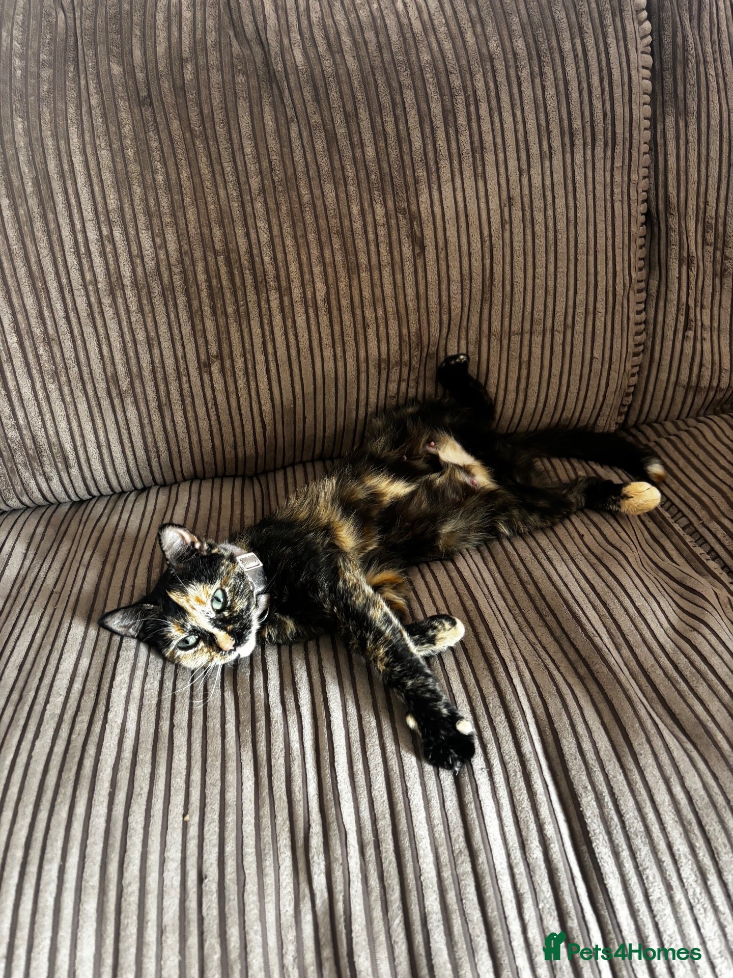 Mixed Breed cats 2 little kittens available in Camborne area  - Advert 9