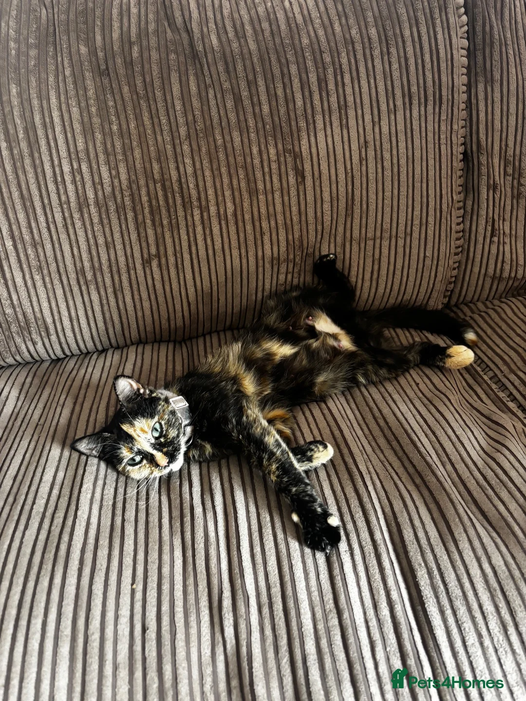 Mixed Breed cats for sale: 2 little kittens available in Camborne area  - Advert 1