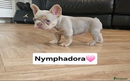 French Bulldog dogs for sale: French bulldog pups  - Image 2