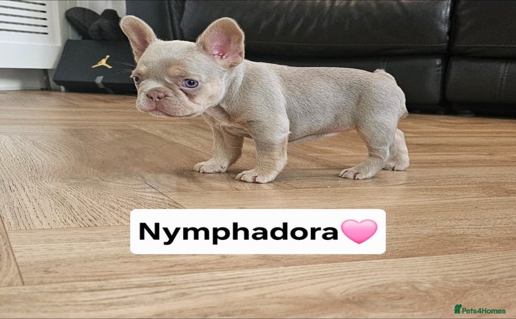 French Bulldog dogs - Advert 3