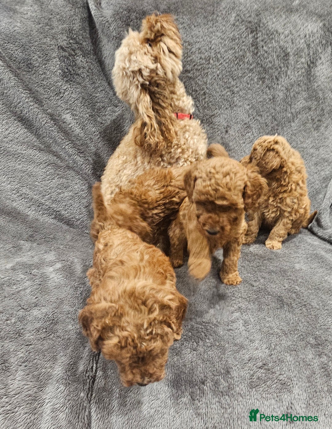 Toy Poodle dogs for sale: Beautiful Red Toy Poodle Puppies - Advert 3