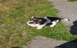 Mixed Breed dogs for sale: Jackshund puppy - Image 3