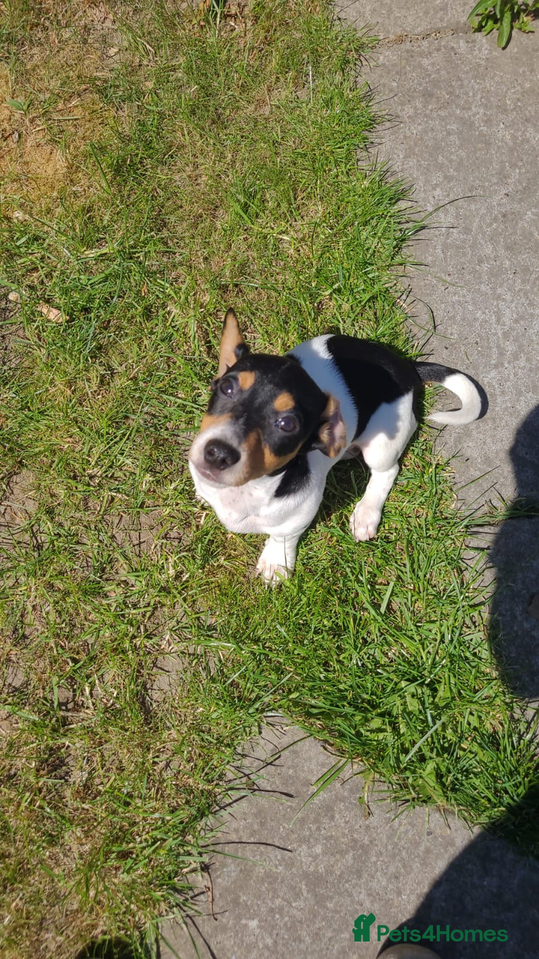Mixed Breed dogs for sale: Jackshund puppy - Image 3