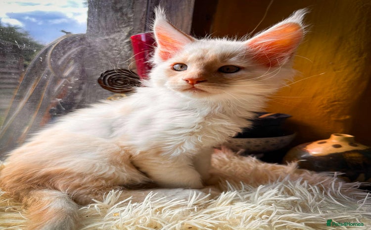 Maine Coon cats - Advert 1