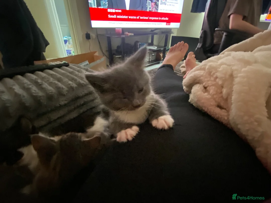 Mixed Breed cats for sale: Beautiful kittens - Advert 2
