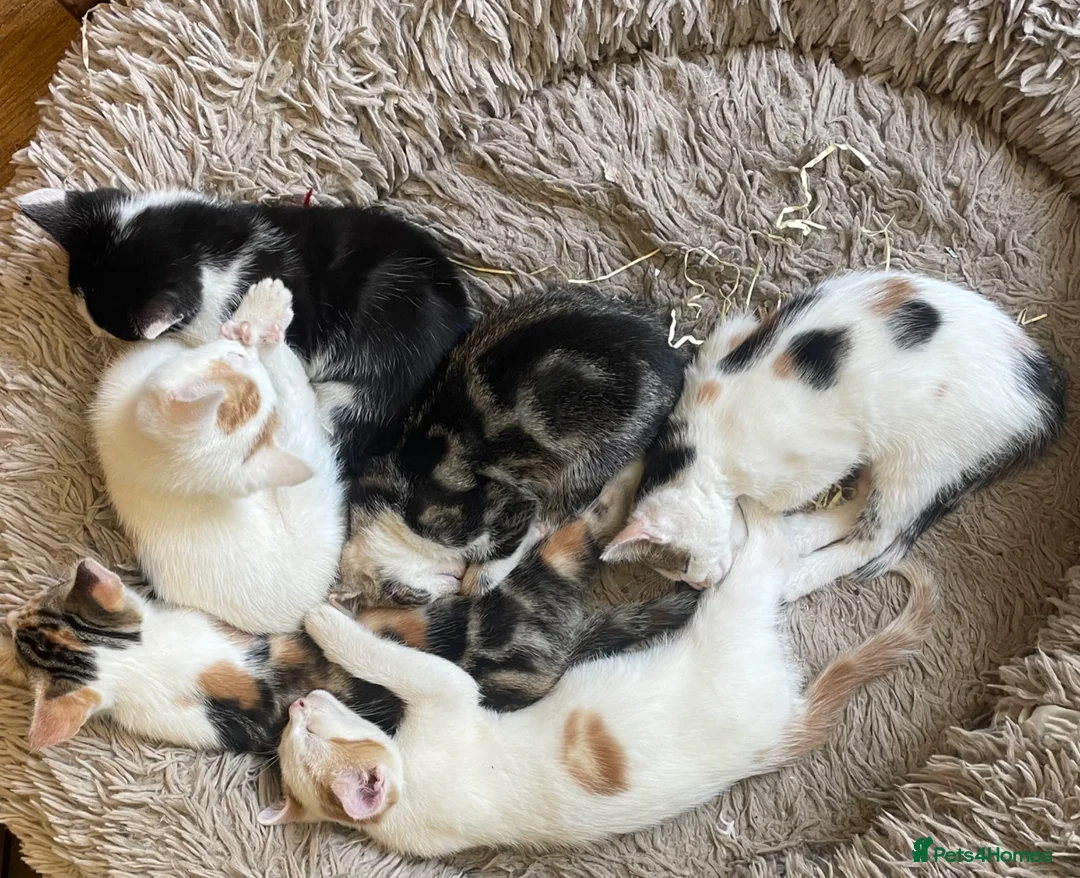 British Shorthair cats for sale: Kittens Ready now in Polegate - Advert 2